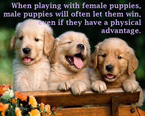 When playing with female puppies, male puppies will often let them win, even if they have a physical advantage.