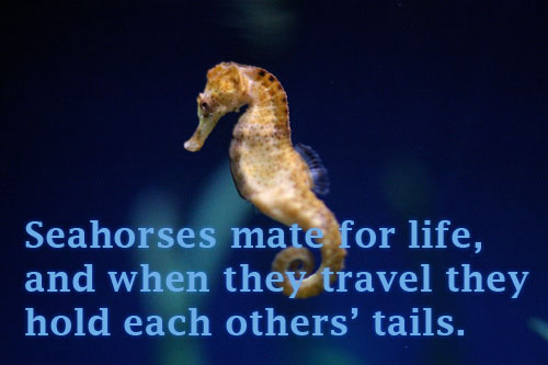 Seahorses mate for life, and when they travel they hold each others tails.