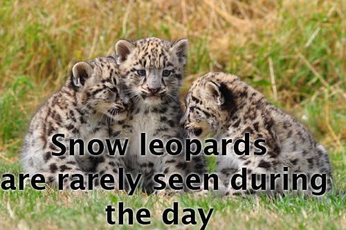 Snow leopards are rarely seen during the day