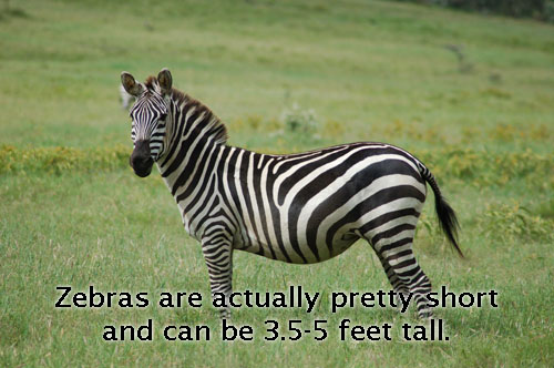 Zebras are actually pretty short and can be 3.5-5 feet tall.