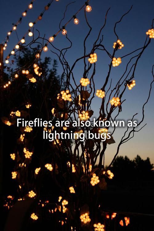 Fireflies are also known as lightning bugs