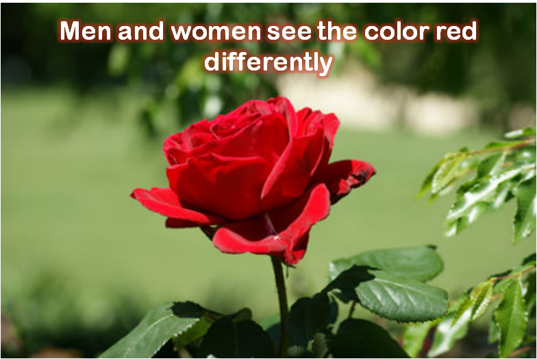Men and women see the color red differently