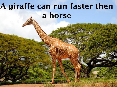A giraffe can run faster than a horse