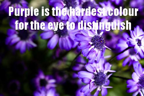 Purple is the hardest color for the eye to distinguish