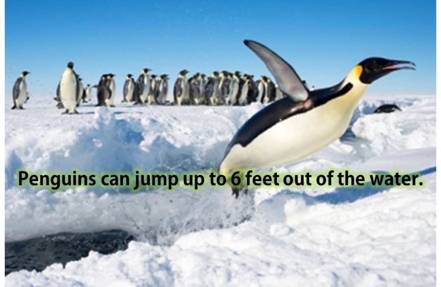 Penguins can jump up to 6 feet out of the water.