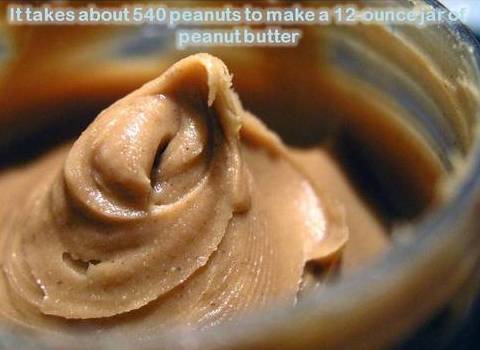 It takes about 540 peanuts to make a 12-ounce jar of peanut butter