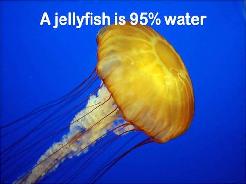 A jellyfish is 95% water