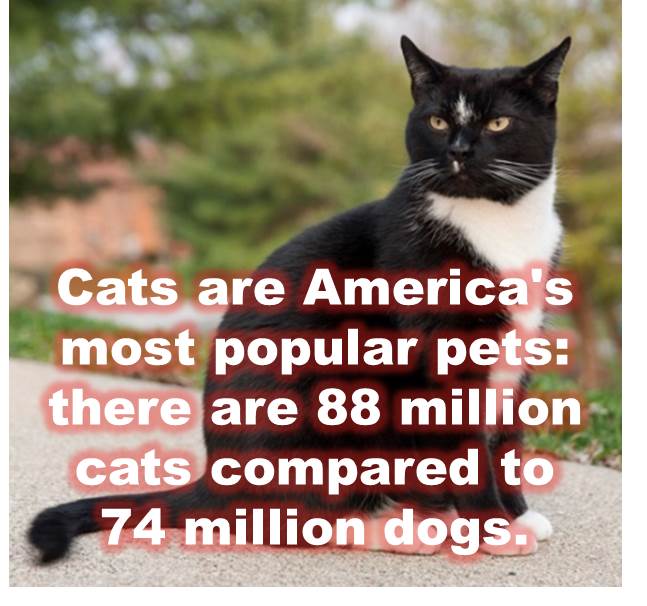 Cats are Americas most popular pets: there are 88 million cats compared to 74 million dogs.
