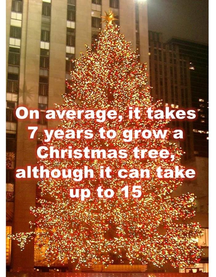 On average, it takes 7 years to grow a Christmas tree, although it can take up to 15