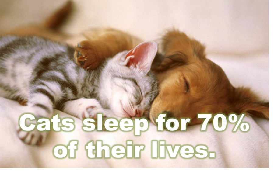 Cats sleep for 70% of their lives.