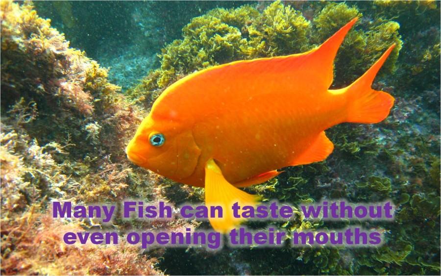 Many Fish can taste without even opening their mouths