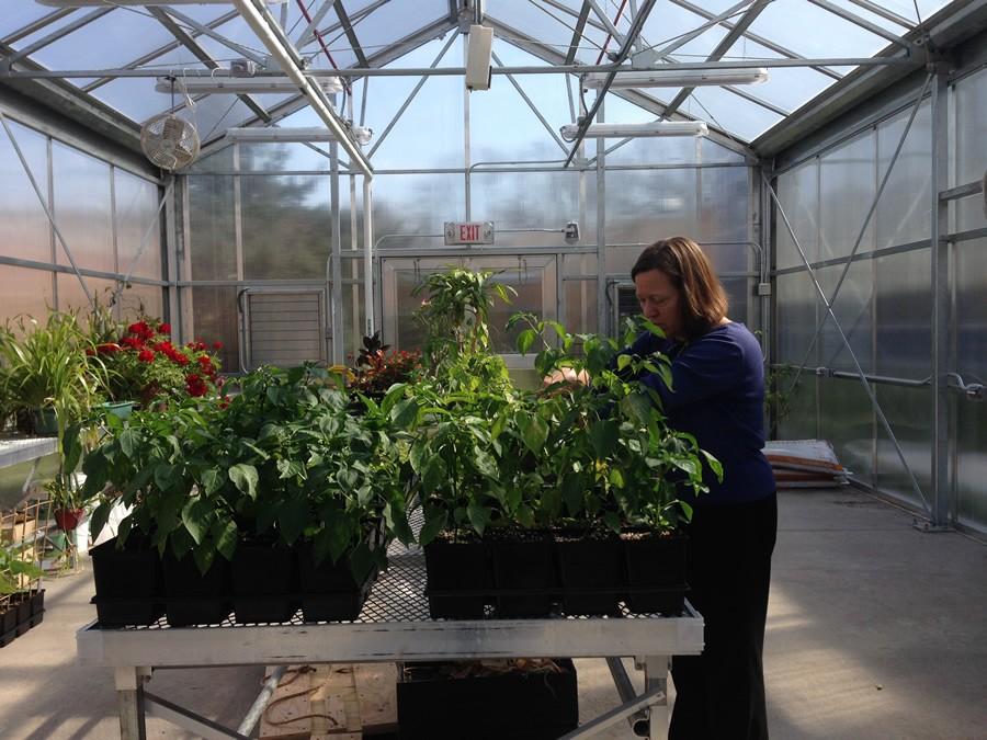 Pruning the plants, Mrs. Greffer hopes to provide vegetables for school lunches and to donate to soup kitchens with the aid of the new greenhouse.
