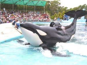 Orca at SeaWorld with collapsed dorsal fin.