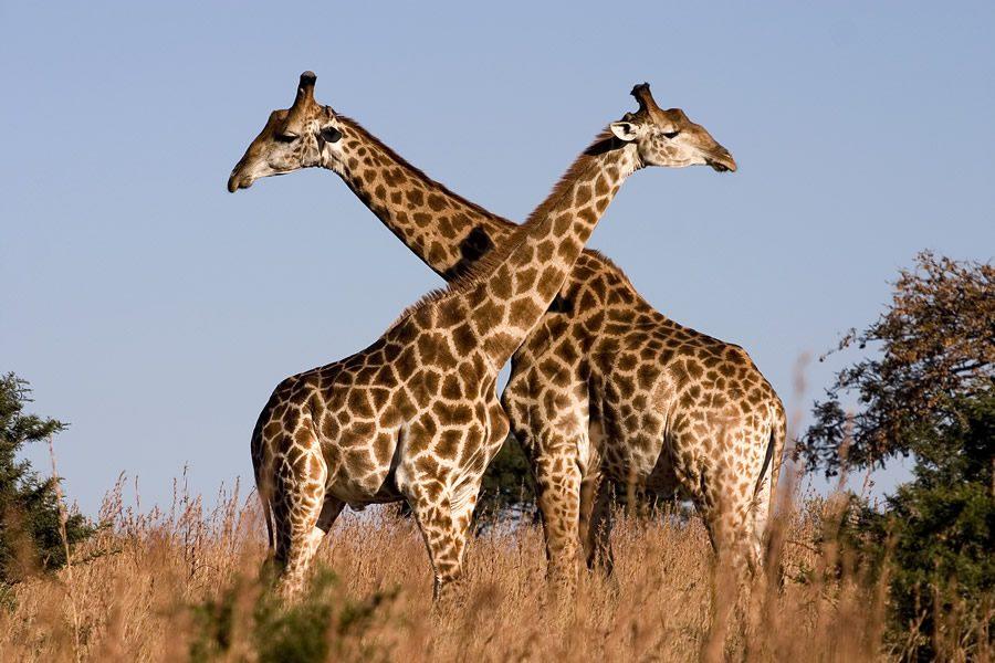 giraffes are pregnant for how long?