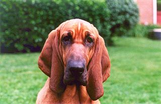 Mr.Bloodhound poses in his yard