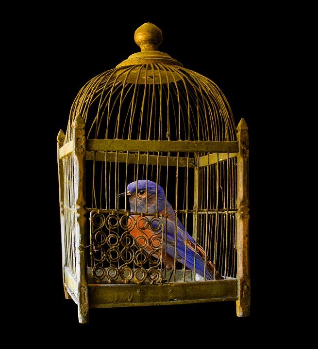 The+bird+felt+immured+in+his+cage+without+being+able+to+fly+around.+