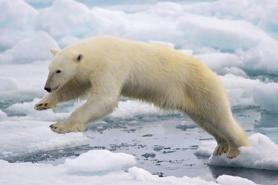 As Mr. Polar Bear jobs from ice to ice he trys to find himself lunch