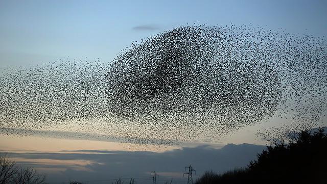 She was startled by the  murmuration as they flew across the sky in the middle of the morning. 

