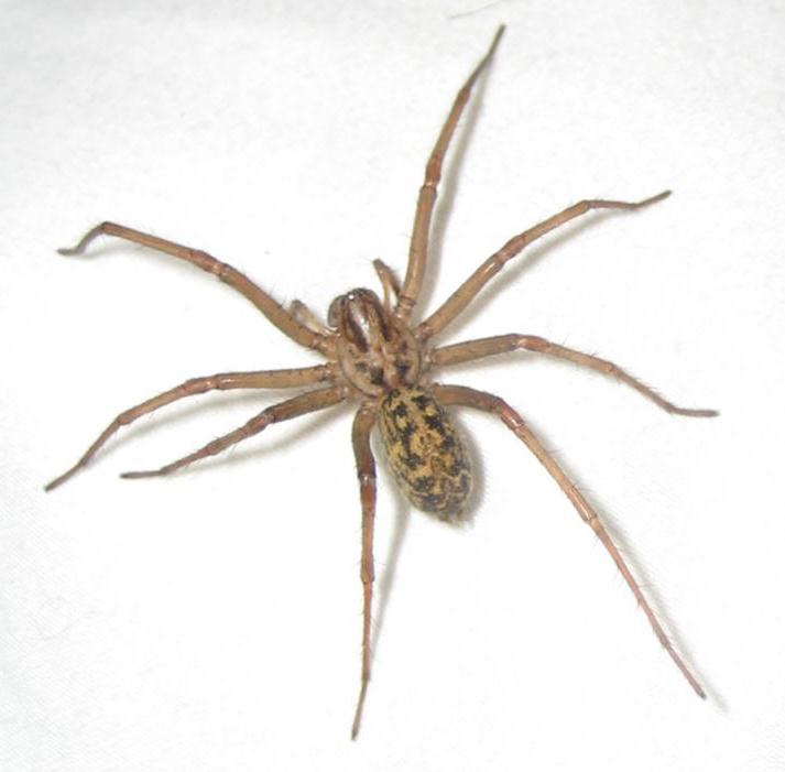 hobo spiders are not really hobos but just spiders