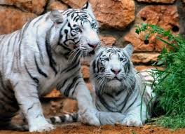 Tigers have striped skin not just striped fur. The stripes are like fingerprints and no two tigers have the same pattern