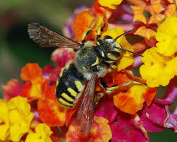 A bee would need to visit nearly 2 million flowers in order to produce 1 pound of honey