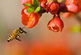 Bees are responsible for 70% of fruit, vegetables, nuts, and seeds we eat on a daily basis