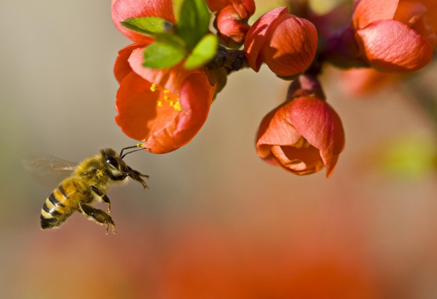 The honey bee population is slowly falling and our planet may face serious issues with a lack of bees.