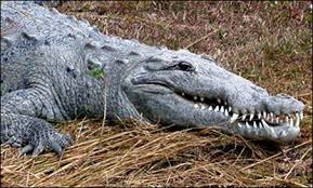 A crocodile cant poke its tongue out