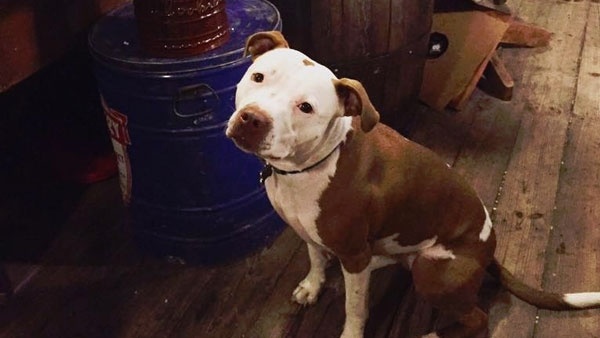 The mayor of Rabbit Hash, Kentucky is a three-year-old pitbull named Brynneth Pawltrow