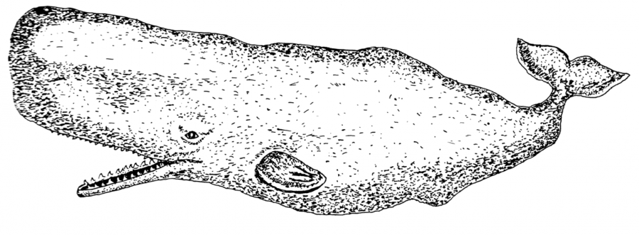 Swimming below the surface, the fictional whale Moby Dick is a well know literature figure. 