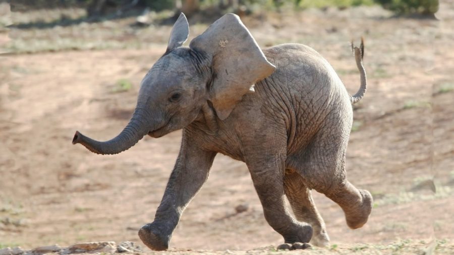 Elephants are the only mammals that cannot jump