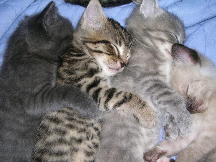 nothing is more placate than seeing four kittens sleeping next to each other. 