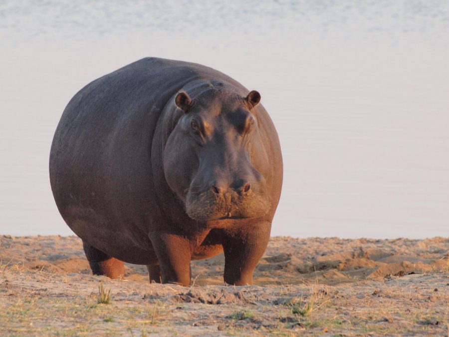 A hippo outside just relaxing.