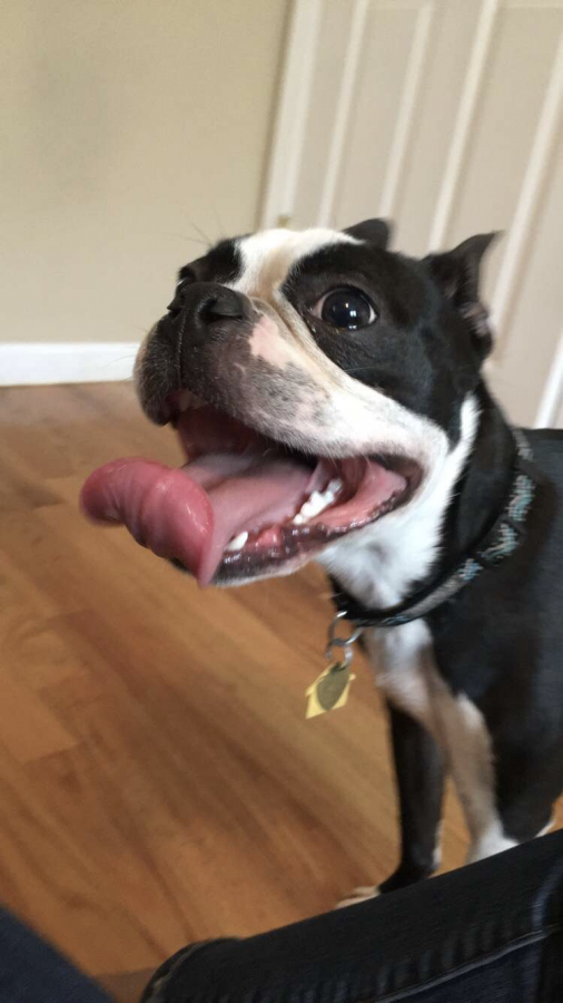 Suns out, Tongues out ! 
Weezer the Black and White Boston Terrier relaxing with his tongue out .
