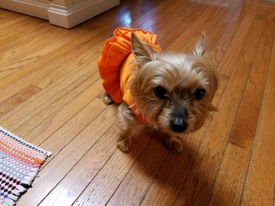 Trick or Treat ! 
Lucy, the tiny beauty in her Halloween costume ready for the season.