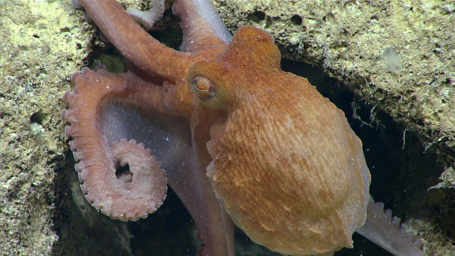This is not a picture of Nicolas Cages octopus.