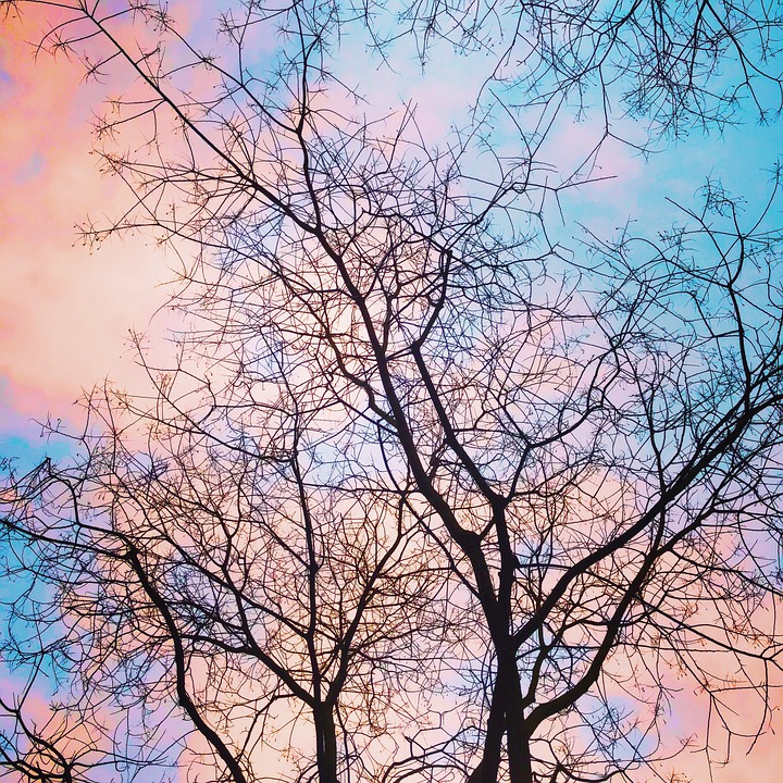 The trees and colorful sky are aesthetically pleasing. 