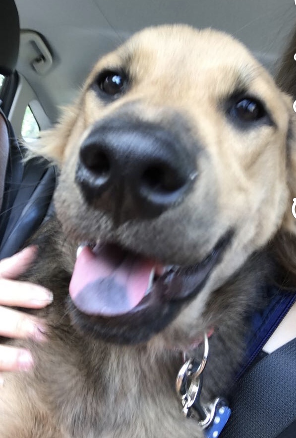 Can I stick my head out the window now? 

Rocky the German Shepherd Mix sticking his tongue out.