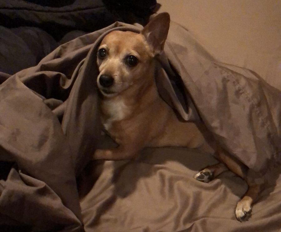 Do I look okay? 

Cocoa the tan, short haired Chihuahua lounging on a bed.