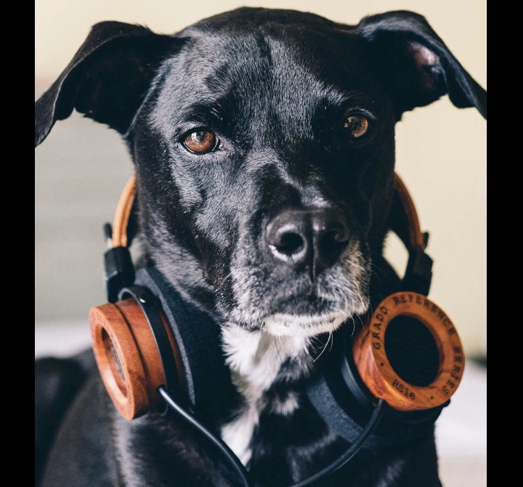 Do you like Drake? 

Cola, the Boston terrier listening to music with a pair of headphones.