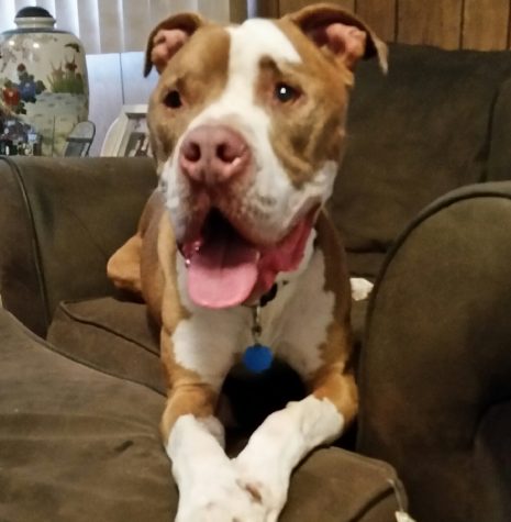 Bosco the American Bulldog mix relaxing at home.