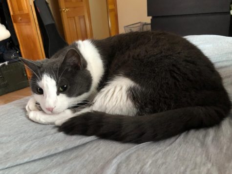 Oreo, the black and white cat, cuddled up. 