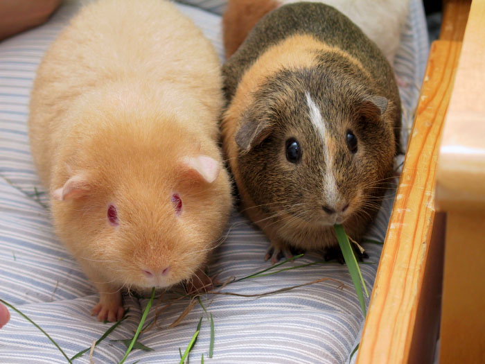 These guinea pigs will never be lonely!