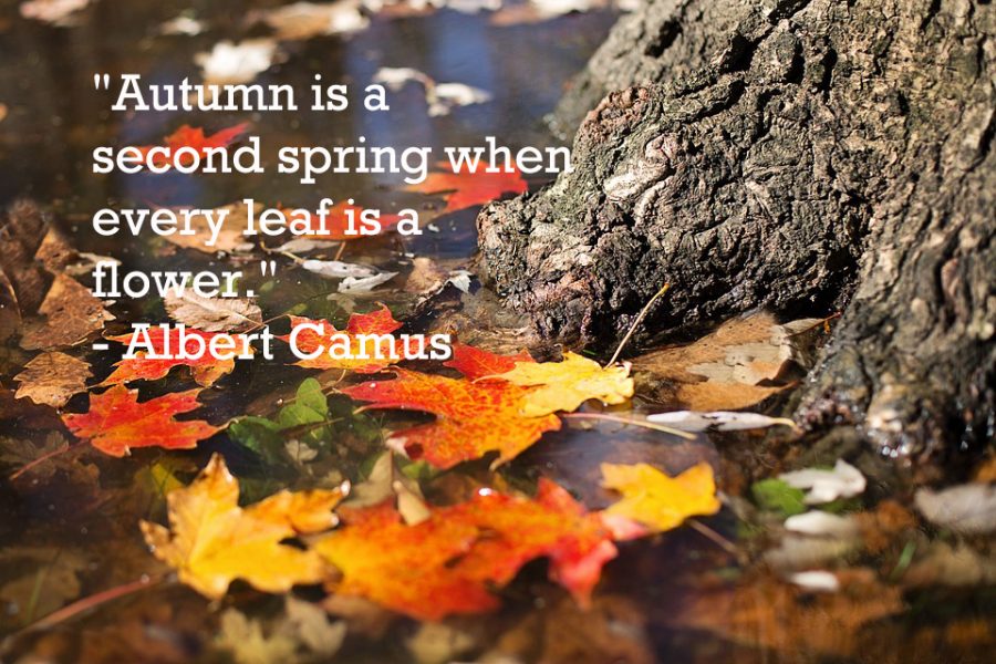 This is a quote by a French Philosopher, Albert Camus. 