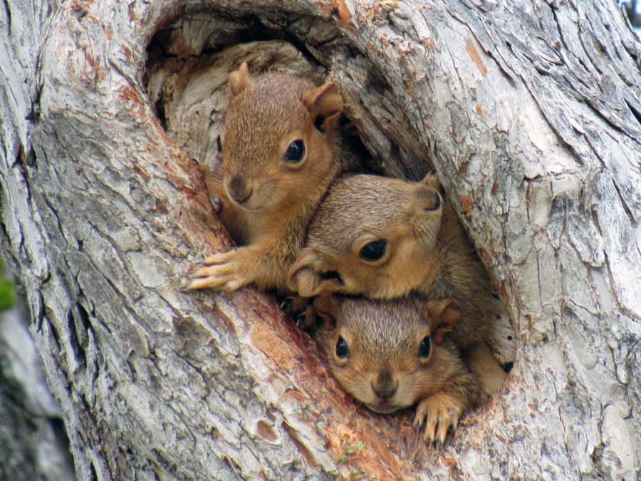 The American red squirrel is the most common squirrel in the United States.