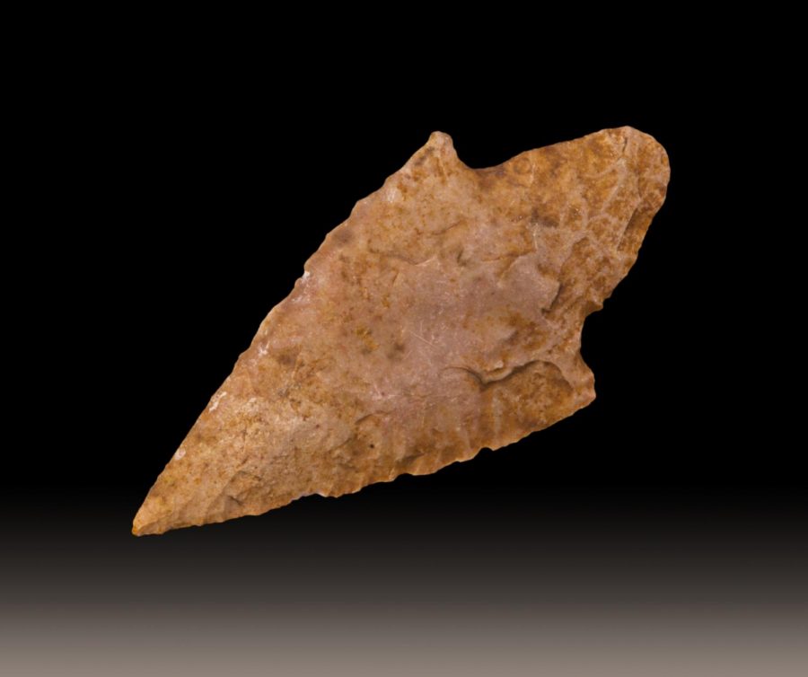 Saggitate is to be shaped like an arrowhead. 