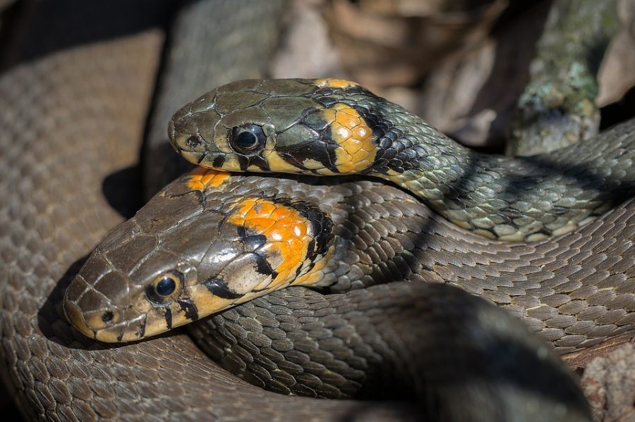 Snakes+are+carnivores+which+is+what+most+people+dont+think+they+are.