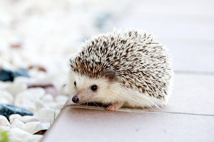 Hedgehogs natural immunity comes from the erinacin in their muscular system.