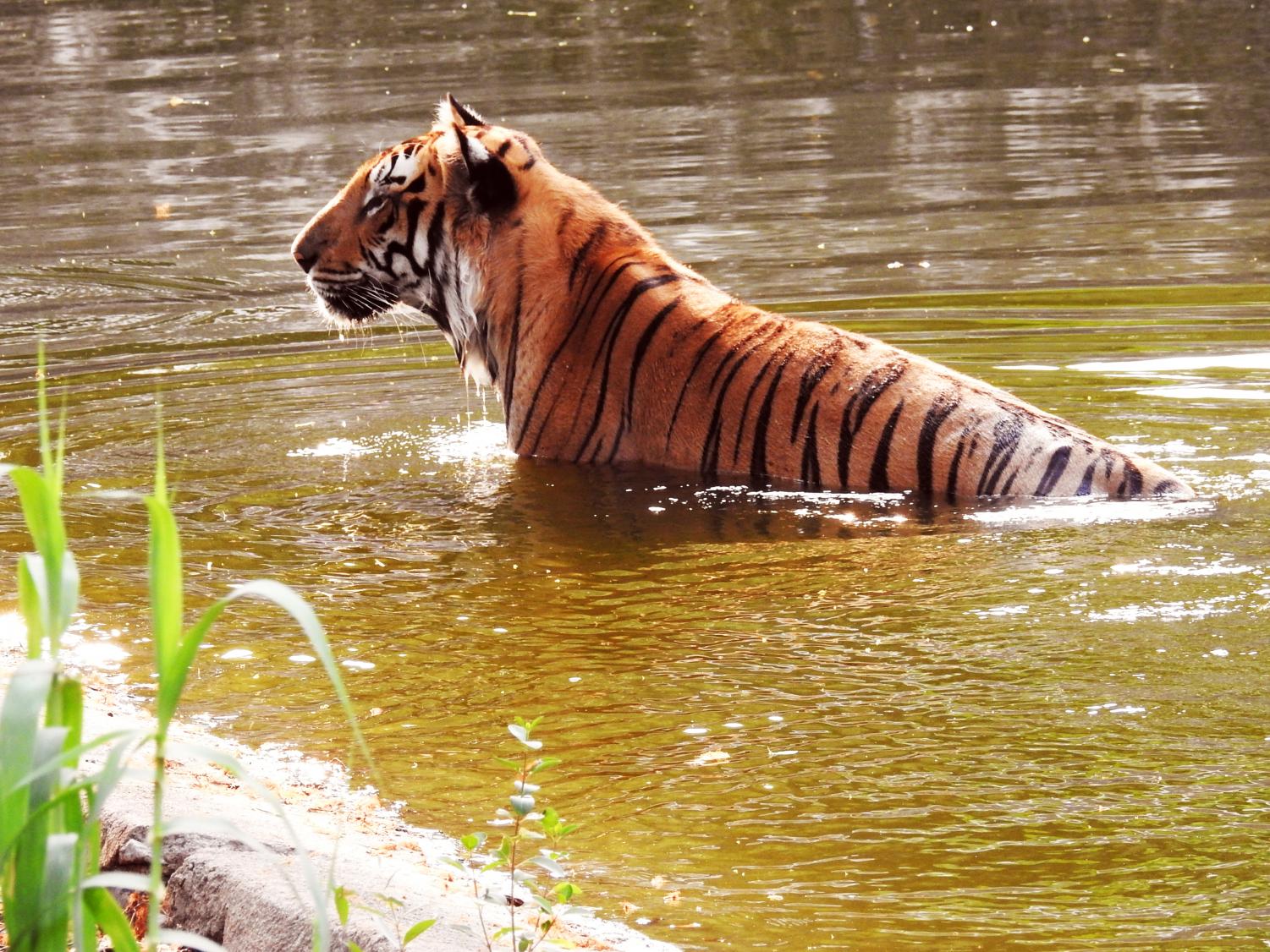 siberian tiger swimming