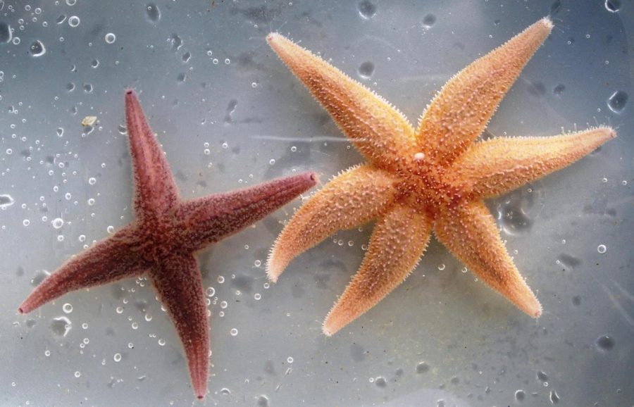 Starfish have four or five arms